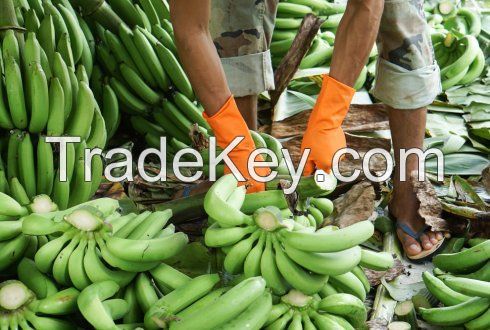 Banana, Cavendish Bananas, Fresh Green Cavendish Bananas