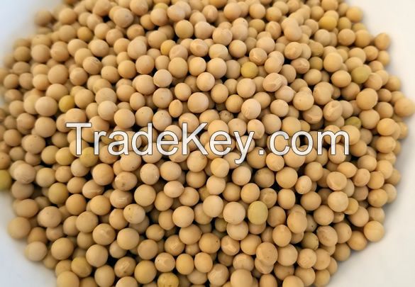 Raw And Dried Soybeans