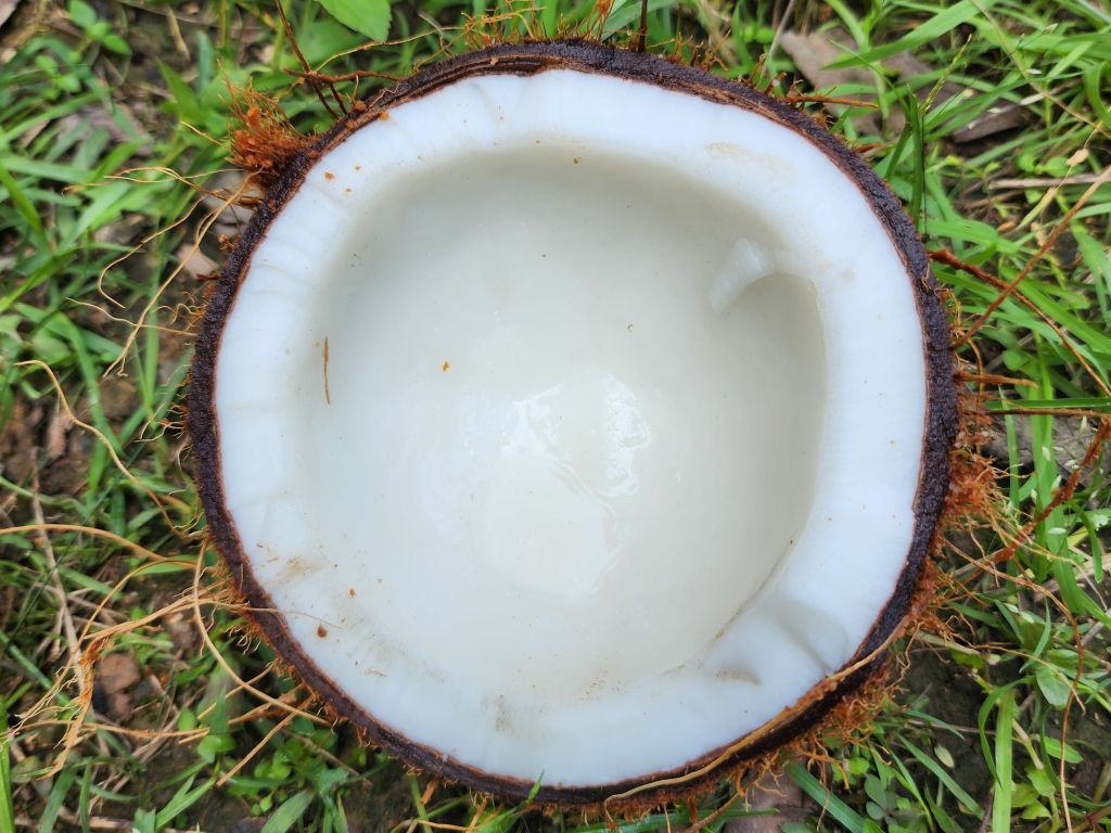 semi husked coconut