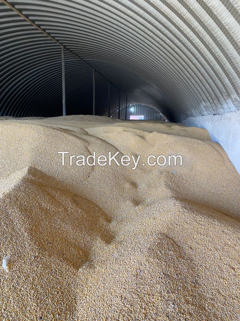 Soybeans from Russia, Far East. Export to Asia