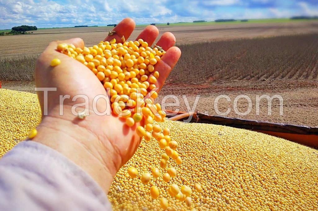  GMO Soybeans