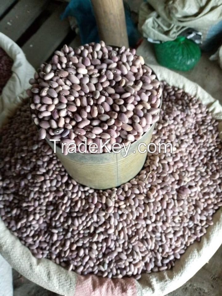 ANIMAL FEED,SOYBEANS MEAL,ALFALFAA HAY,FISH MEAL , FERTILE EGGS , TABLE EGGS ,RICE BRAN , CHICKEN FEED