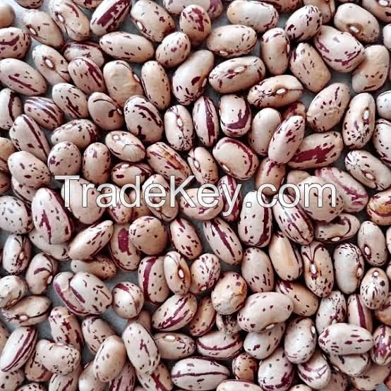 LENTLS BEANS CORN SUGAR PEAANUTS PULSES