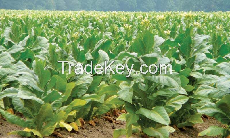 Tobacco