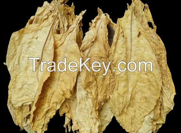 Tobacco