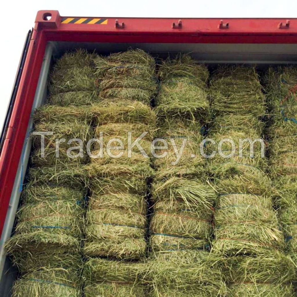 Rhodes Grass