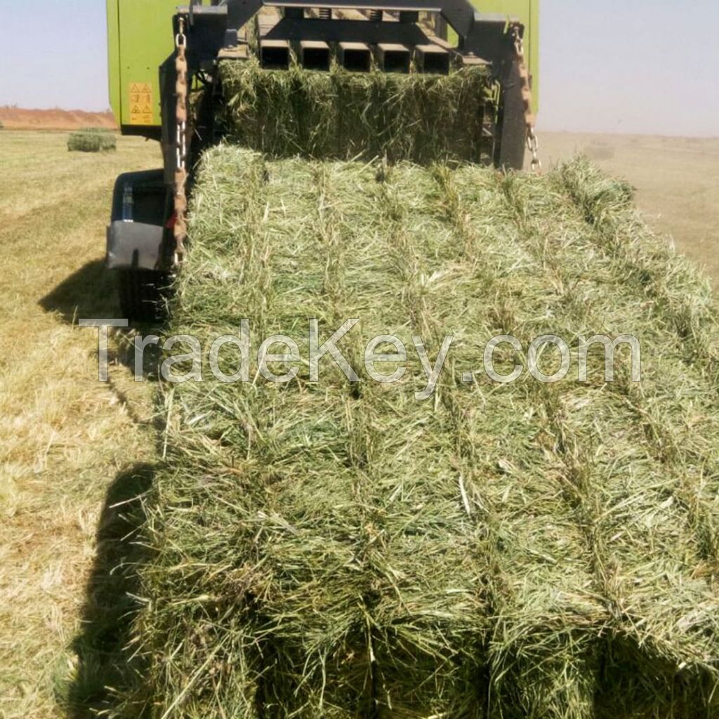 Rhodes Grass