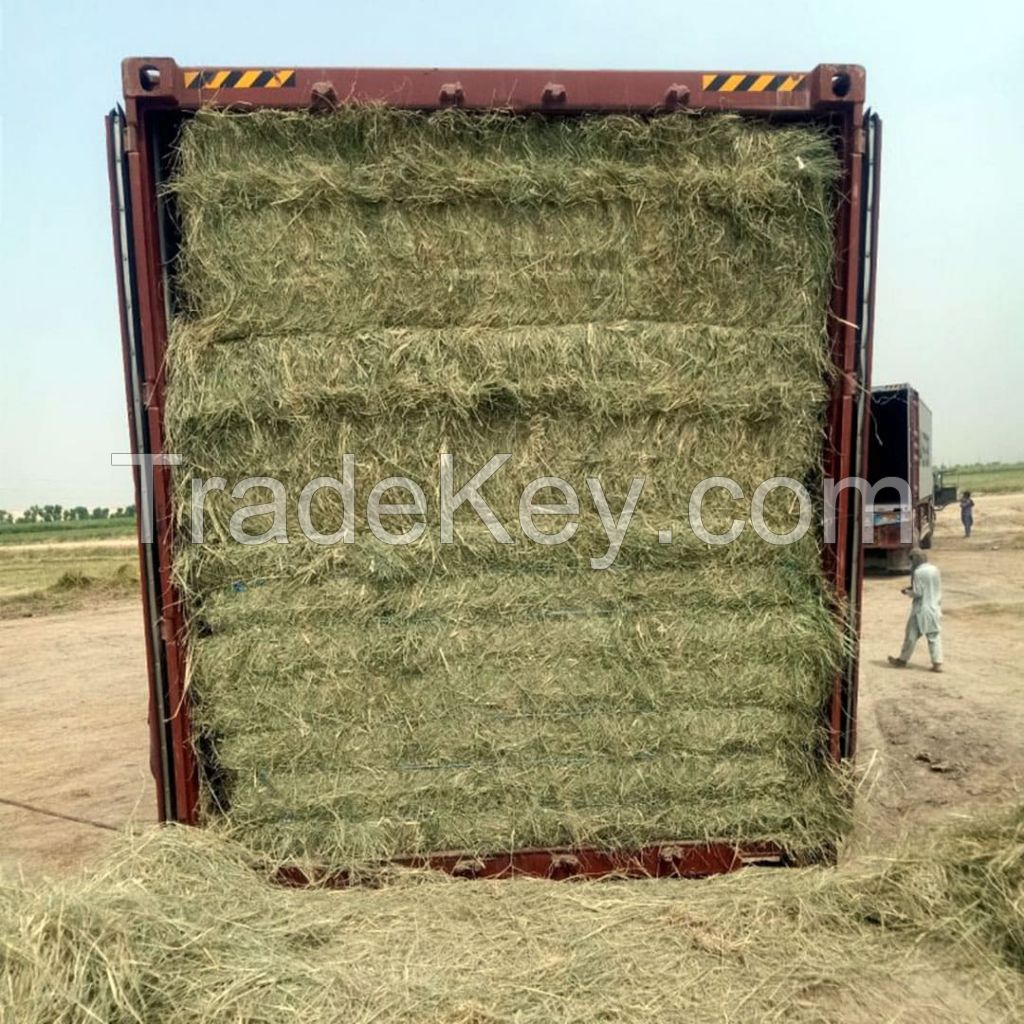 Rhodes Grass