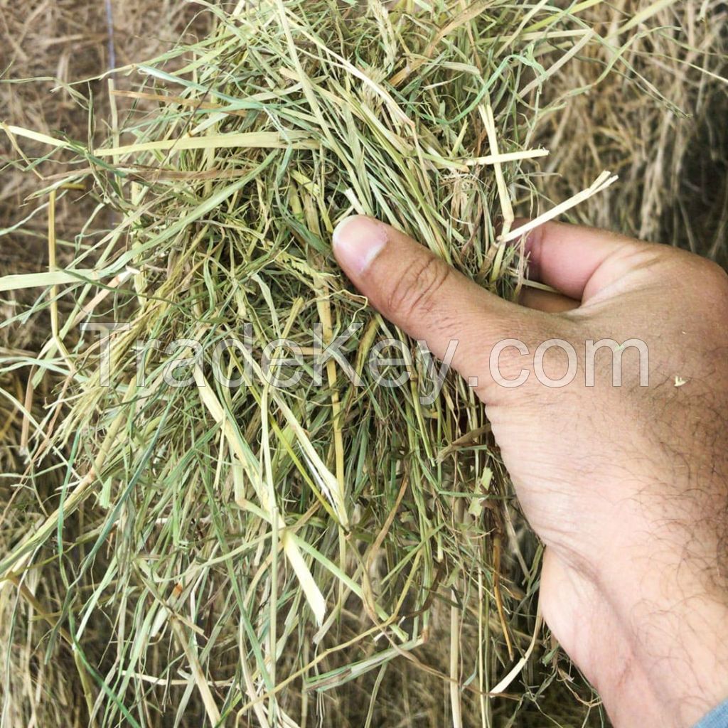 Rhodes Grass