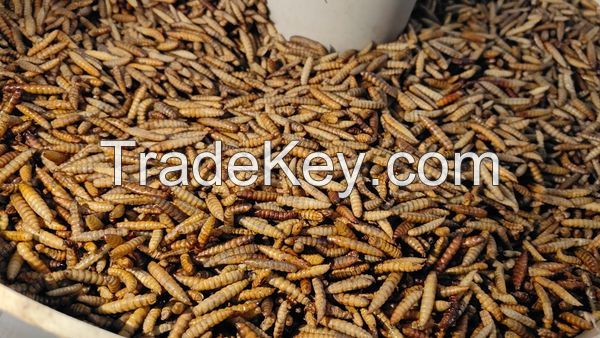 Black Soldier Fly Larvae , dried mealworm, silkworm, dry cricket, Grasshopper