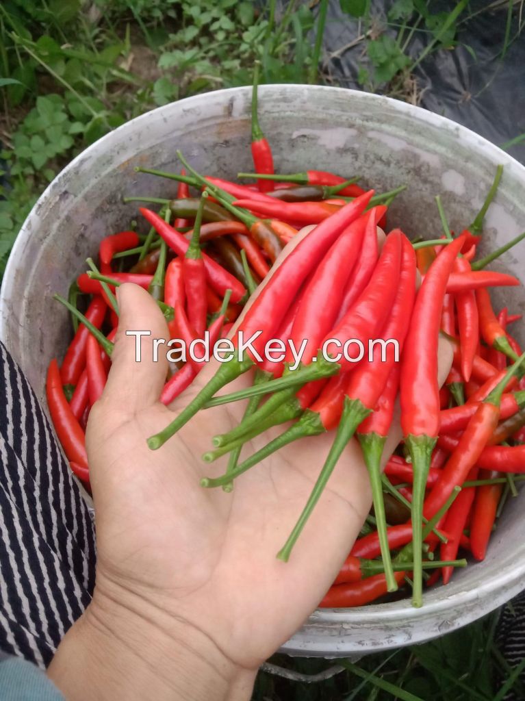 Ginger, garlic, turmeric, carrots, cassava, potatoes   