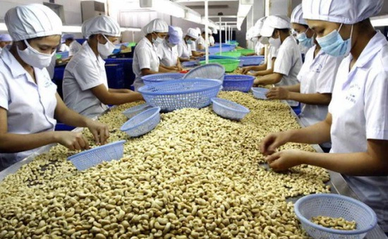 Cashew Nuts (Dry Cashews)