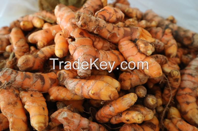 Turmeric