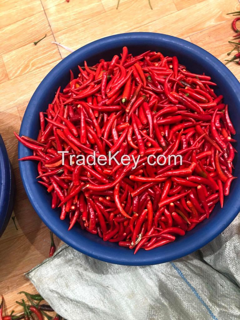 Fresh Chili