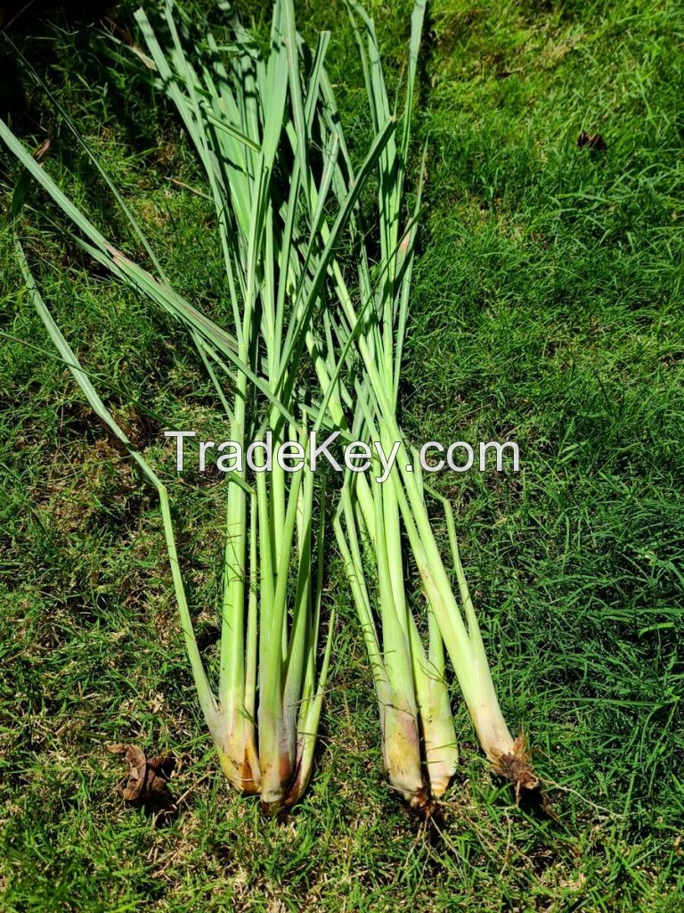 Fresh Lemongrass