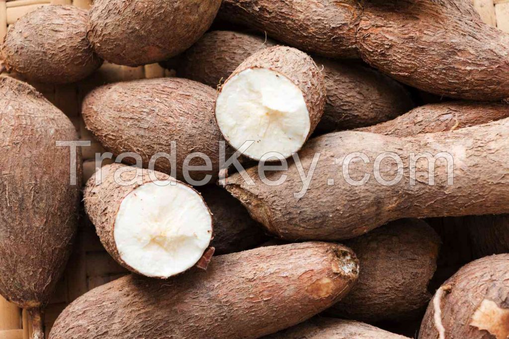 Fresh Cassava Root