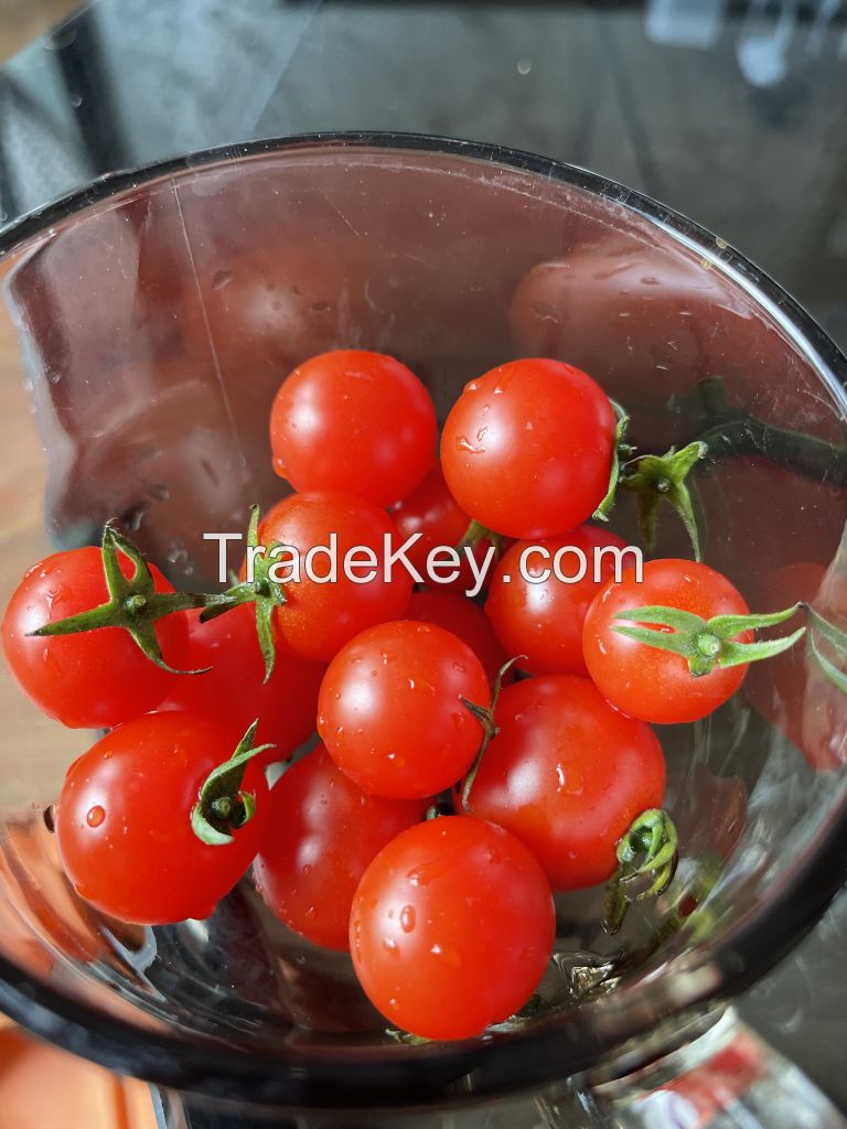 Fresh Tomatoes