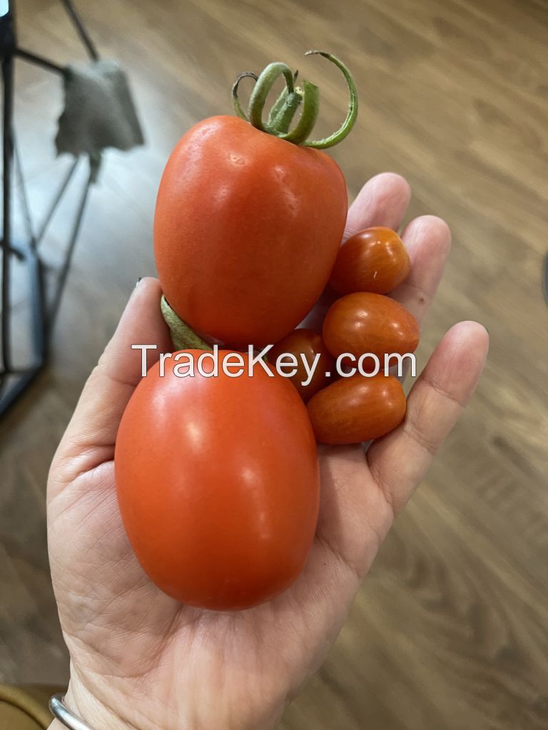 Fresh Tomatoes