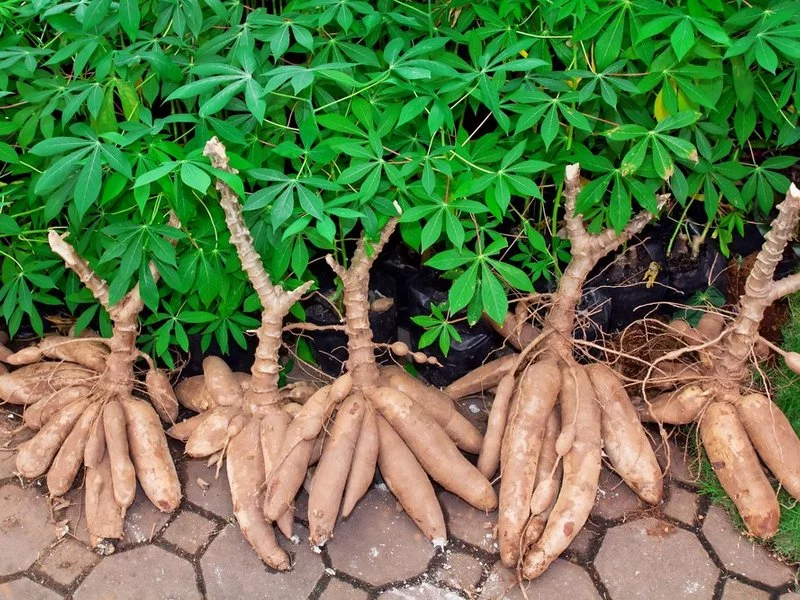 Fresh Cassava Root