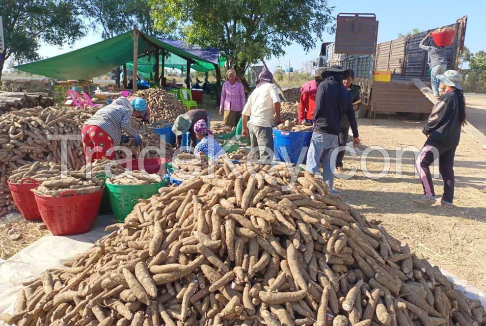 Fresh Cassava Root