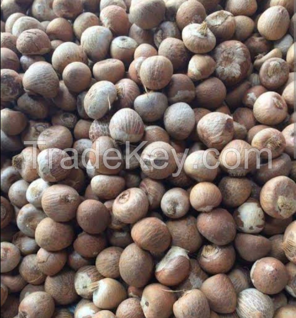 Betel Nuts or Areca Nuts