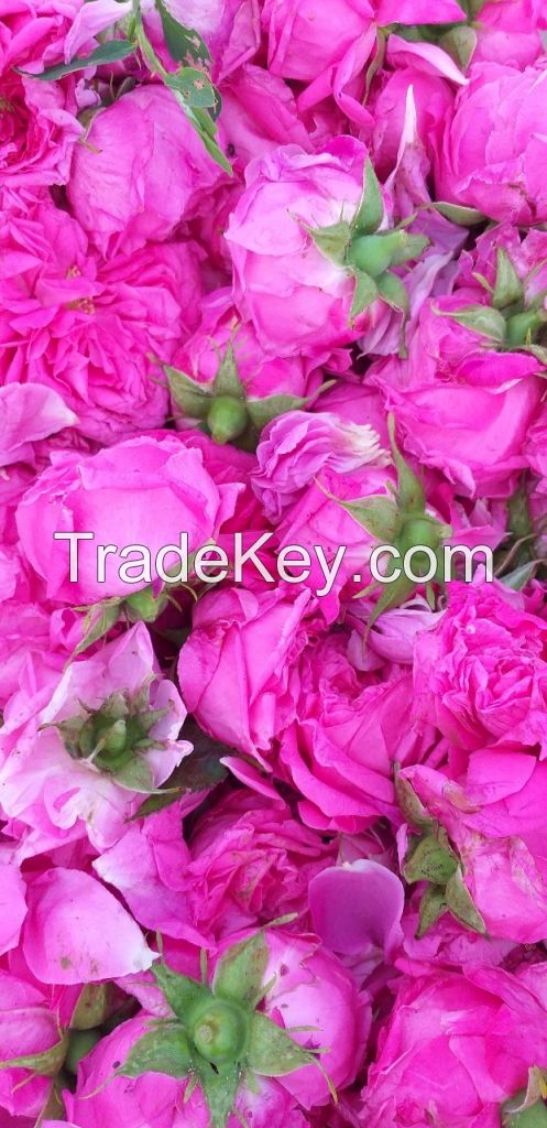 Bulgarian rose and lavender essential oils.