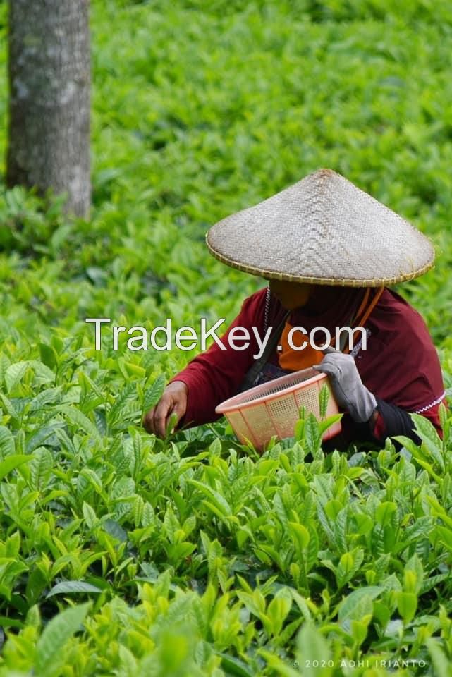 Green tea like pekoe, matcha, granule and powder bulky