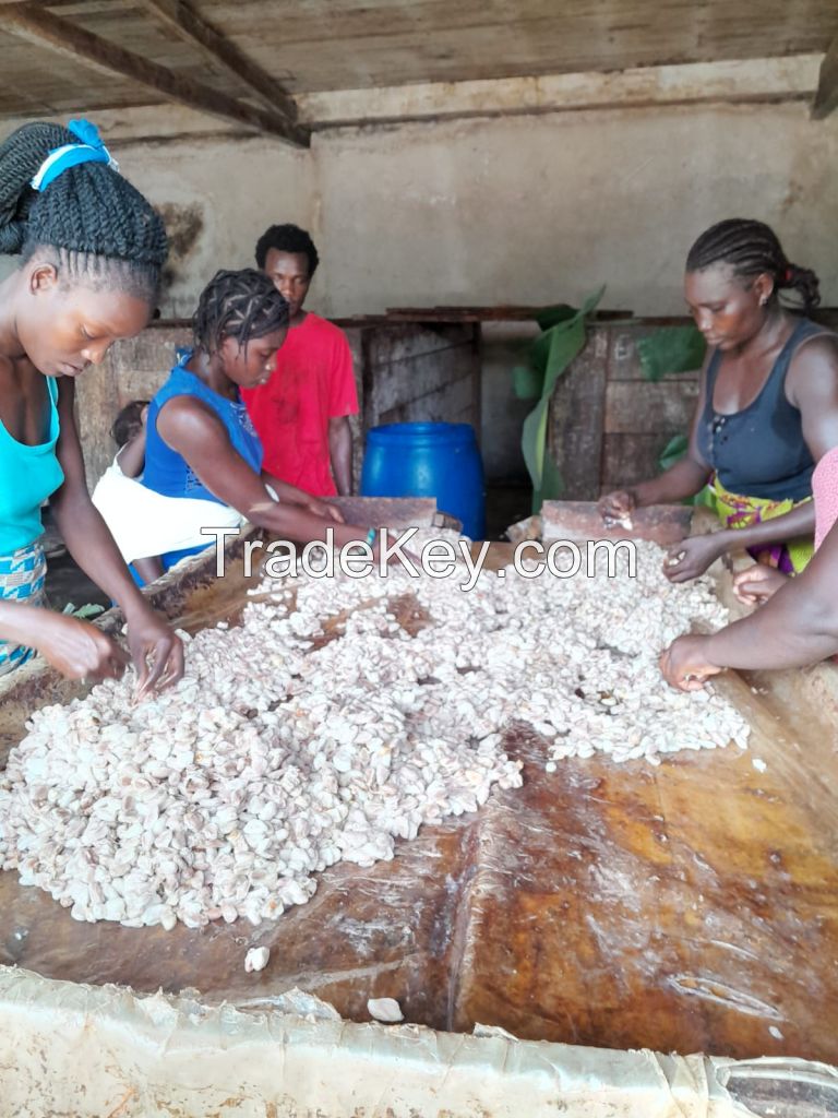 Natural Dry Cocoa Beans from SAO TOME and PRINCIPE