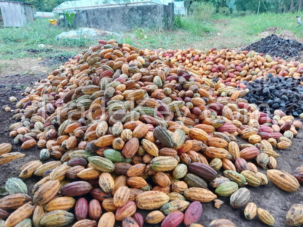 Natural Dry Cocoa Beans from SAO TOME and PRINCIPE