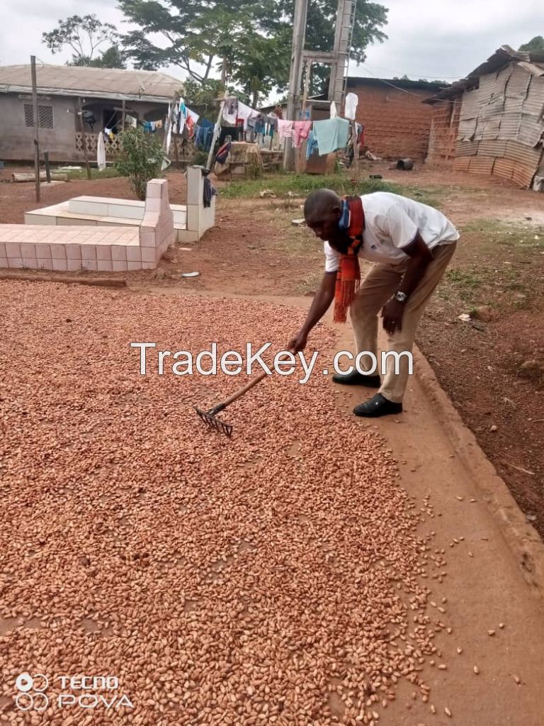 Natural Dry Cocoa Beans from Cameroon