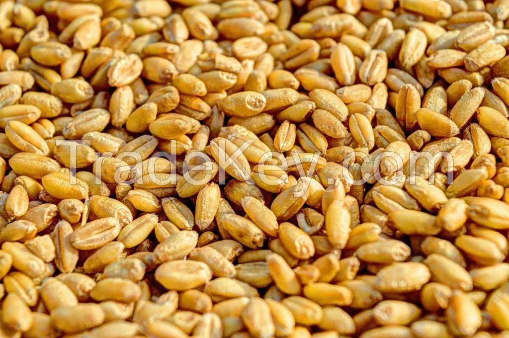 Wheat Seeds