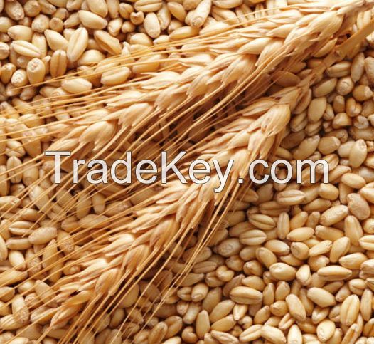 Wheat Seeds