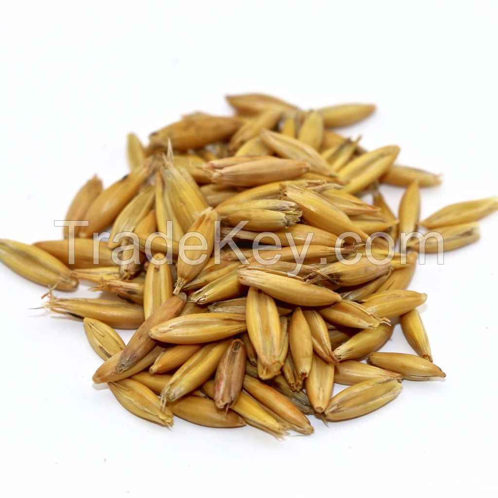 Oats Seed