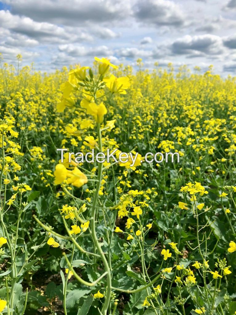 Rapeseed