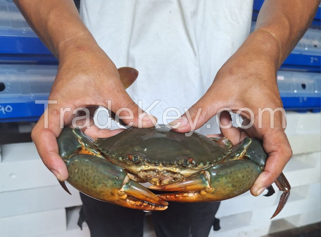 MUD CRAB