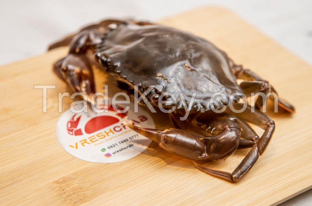 Soft Shell Crab Borneo Island