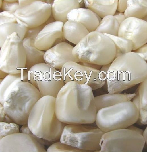 Grade 1 White Corn/Maize