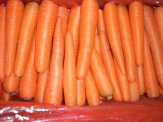 carrot