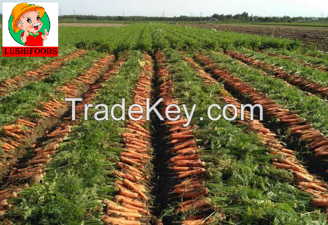 dried carrot/fresh carrot/Chinese carrot