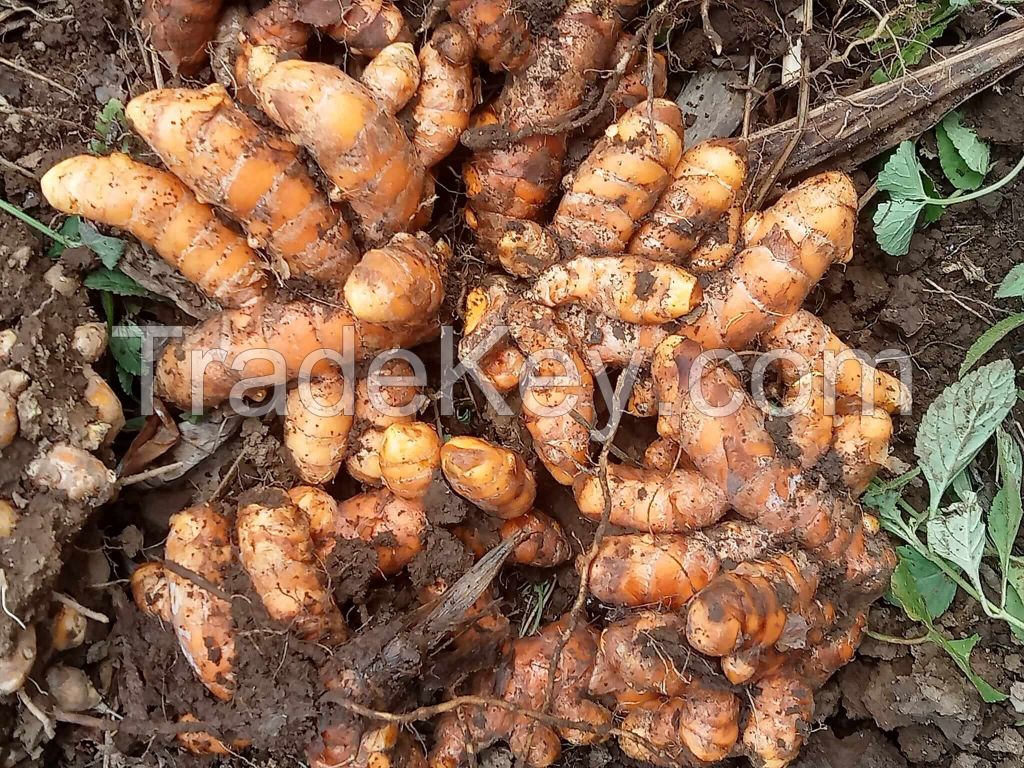 fresh whole turmeric