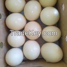 ostrich eggs