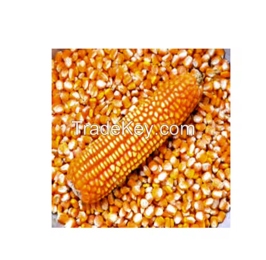 MAIZE CORN