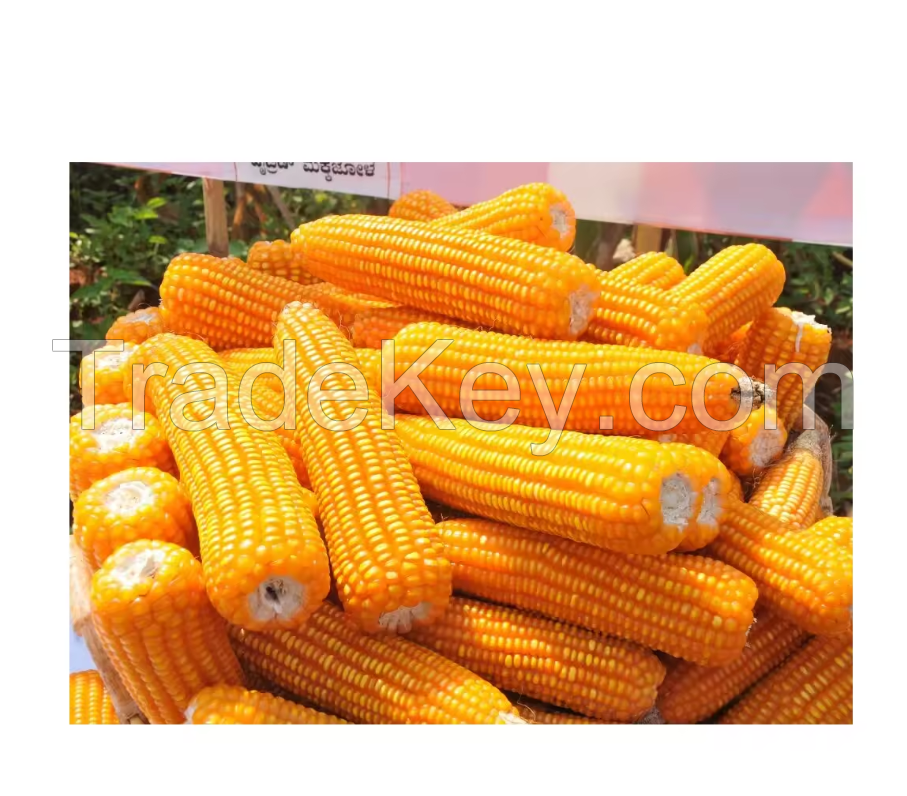 MAIZE CORN 