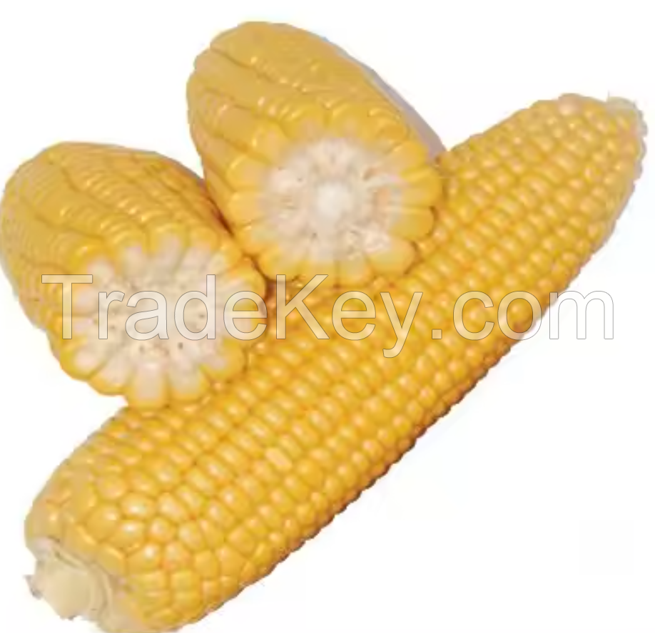 MAIZE CORN 