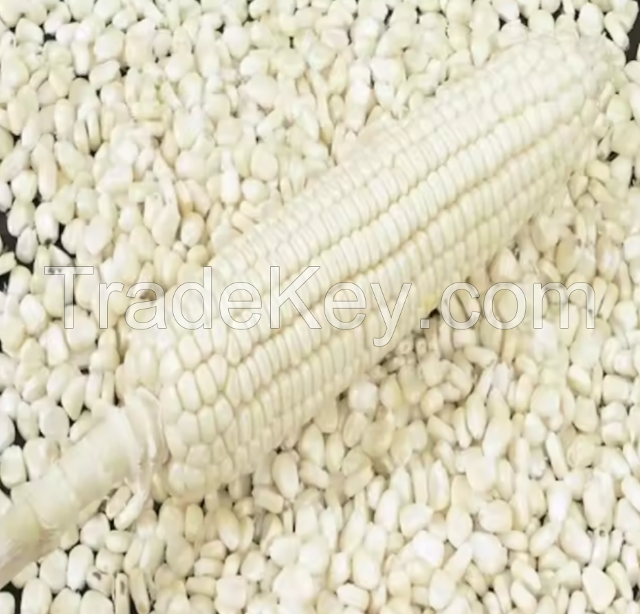 MAIZE CORN 