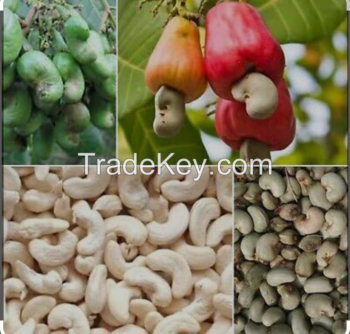 raw cashew nuts