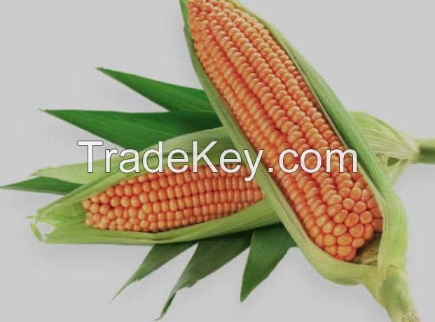 corn