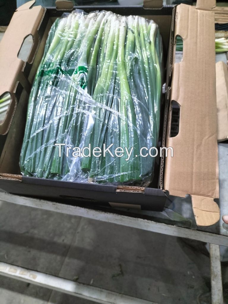 Fresh Green Onion