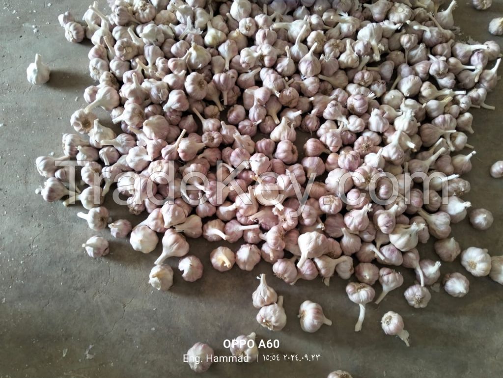 Fresh Garlic