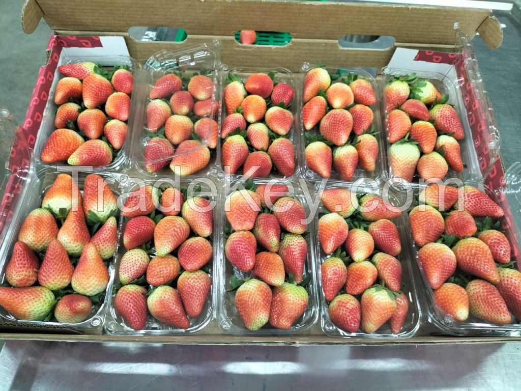 Fresh Strawberry